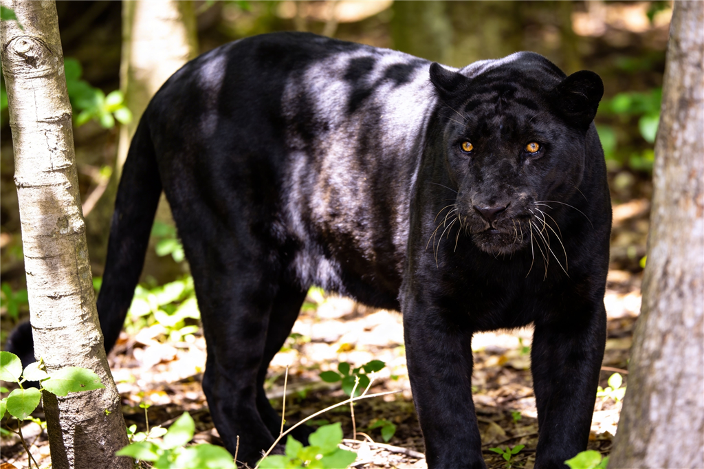 Black Panther