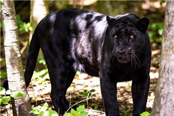 Black Panther