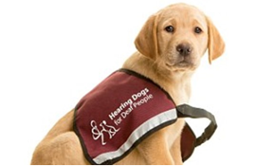 hearing dog